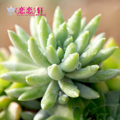 The Xuan jade curtain ock succulents Zhulian qianfoshou adorable office plants potted meat 7cm [1] ock curtain line No Basin