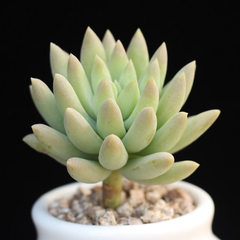 Succulent plants potted meat small old office plants of Sedum pile curtain thousand Buddha beads 4-5cm Bare root without soil