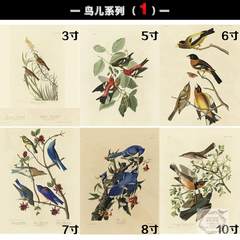 [graphic/drawing/picture frame photo frame drawing/picture frame/picture frame/photo wall combination 3-inch bird series]