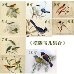 Graphic/drawing/picture frame/picture frame/picture frame/picture frame/picture wall combination 3-inch bird horizontal