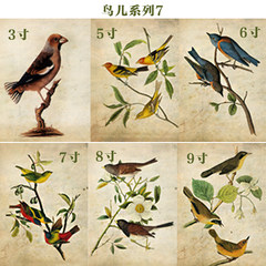 [graphic/drawing/picture frame photo frame drawing/picture frame/picture frame/photo wall combination 3-inch bird series]