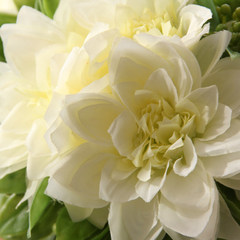 In the light of passion flower set silk flowers beam simulation Dahlia Geranium ornaments White (a bunch)