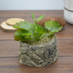 High simulation succulents Mini potted bonsai imitation stone flower pot plant desktop decoration package Little plantain