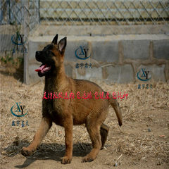 Belgium horse dog puppy price red horse dog black  0 